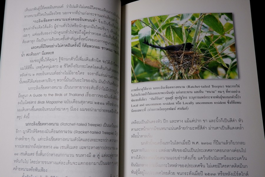 นักเลงนก ท่องไพรไปดูนกเเบบหัวหกก้นขวิด โดย ปริญญา ผดุงถิ่น