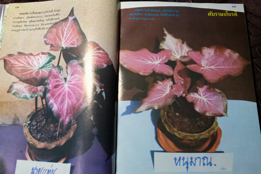 ตำนานบอนสี โดย เจริญ สุขพงษ์ ปกเเข็ง 200 หน้า ปี 2524