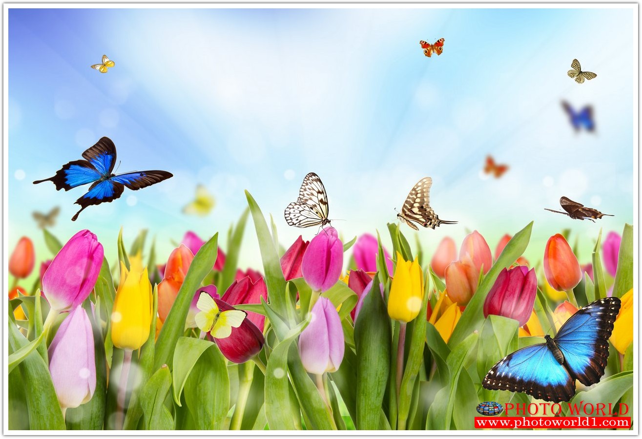 วอลเปเปอร์รูปภาพติดผนังสั่งทำ มีภาพให้เลือกกว่า 50,000 ภาพ ออกแบบกราฟฟิค หรือ รูปภาพตามที่ท่านกำหนด ในสไตล์ท่านเอง "custom made"