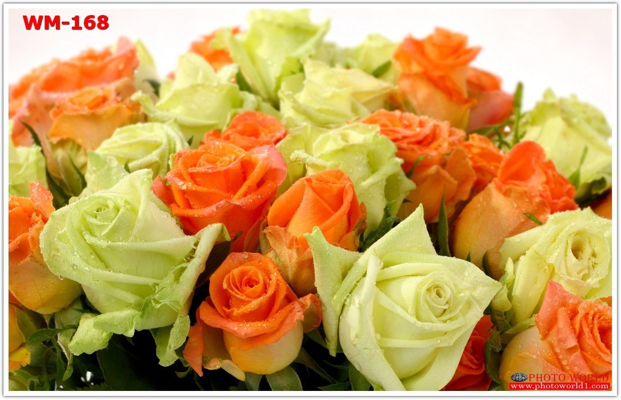 วอลเปเปอร์รูปภาพติดผนังสั่งทำ มีภาพให้เลือกกว่า 50,000 ภาพ ออกแบบกราฟฟิค หรือ รูปภาพตามที่ท่านกำหนด ในสไตล์ท่านเอง "custom made"