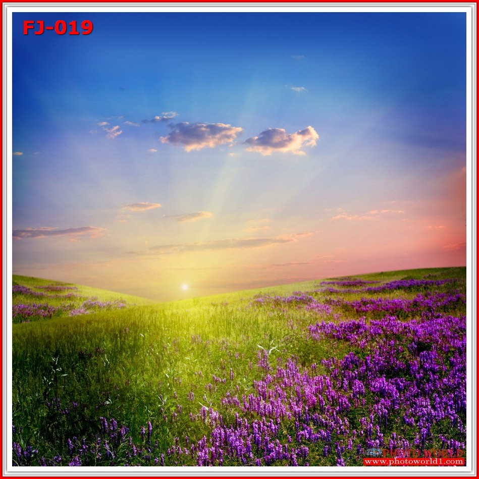 วอลเปเปอร์รูปภาพติดผนังสั่งทำ มีภาพให้เลือกกว่า 50,000 ภาพ ออกแบบกราฟฟิค หรือ รูปภาพตามที่ท่านกำหนด ในสไตล์ท่านเอง "custom made"