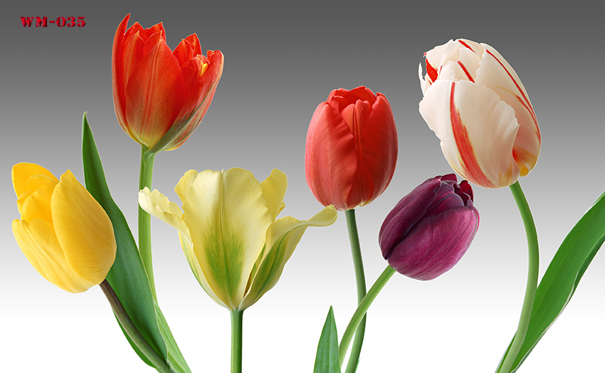 วอลเปเปอร์รูปภาพติดผนังสั่งทำ มีภาพให้เลือกกว่า 50,000 ภาพ ออกแบบกราฟฟิค หรือ รูปภาพตามที่ท่านกำหนด ในสไตล์ท่านเอง "custom made"