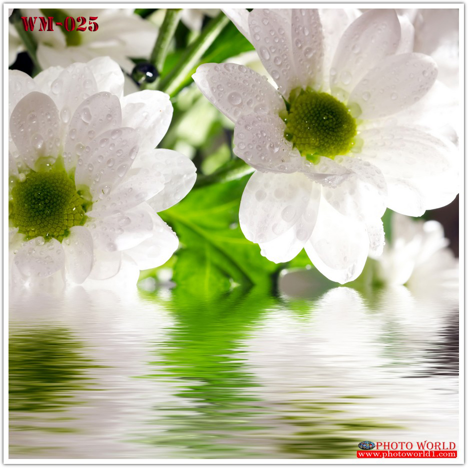 วอลเปเปอร์รูปภาพติดผนังสั่งทำ มีภาพให้เลือกกว่า 50,000 ภาพ ออกแบบกราฟฟิค หรือ รูปภาพตามที่ท่านกำหนด ในสไตล์ท่านเอง "custom made"