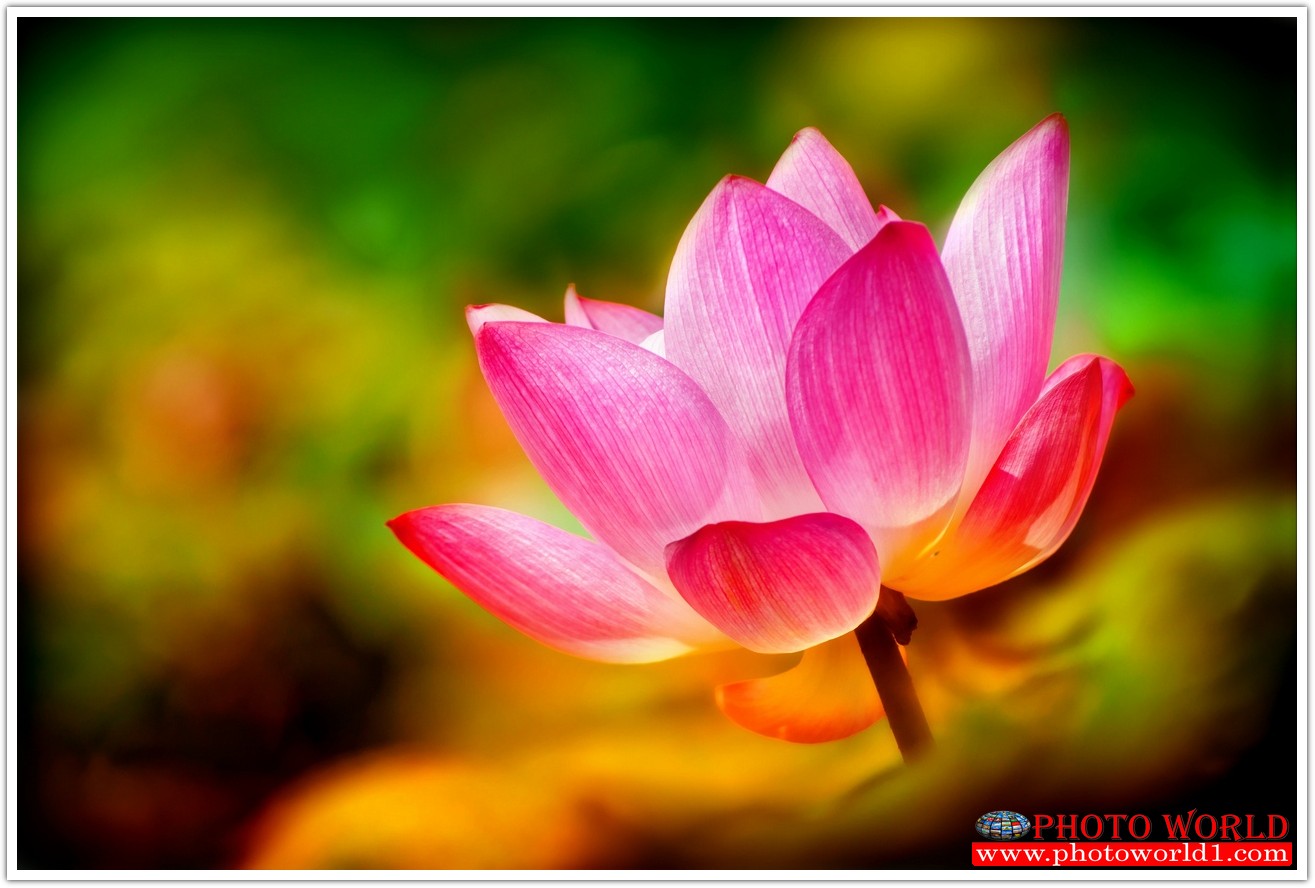 วอลเปเปอร์รูปภาพติดผนังสั่งทำ มีภาพให้เลือกกว่า 50,000 ภาพ ออกแบบกราฟฟิค หรือ รูปภาพตามที่ท่านกำหนด ในสไตล์ท่านเอง "custom made"