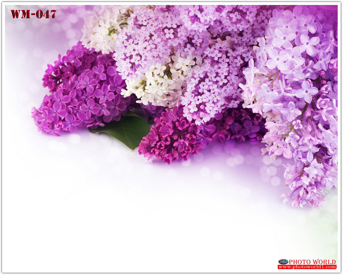 วอลเปเปอร์รูปภาพติดผนังสั่งทำ มีภาพให้เลือกกว่า 50,000 ภาพ ออกแบบกราฟฟิค หรือ รูปภาพตามที่ท่านกำหนด ในสไตล์ท่านเอง "custom made"