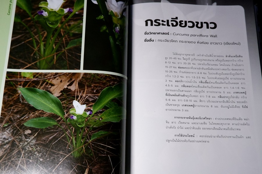 พืชวงศ์ขิง ในสวนพฤกษศาตร์สมเด็จพระนางเจ้าสิริกิติ์ ปกเเข็ง 436 หน้า