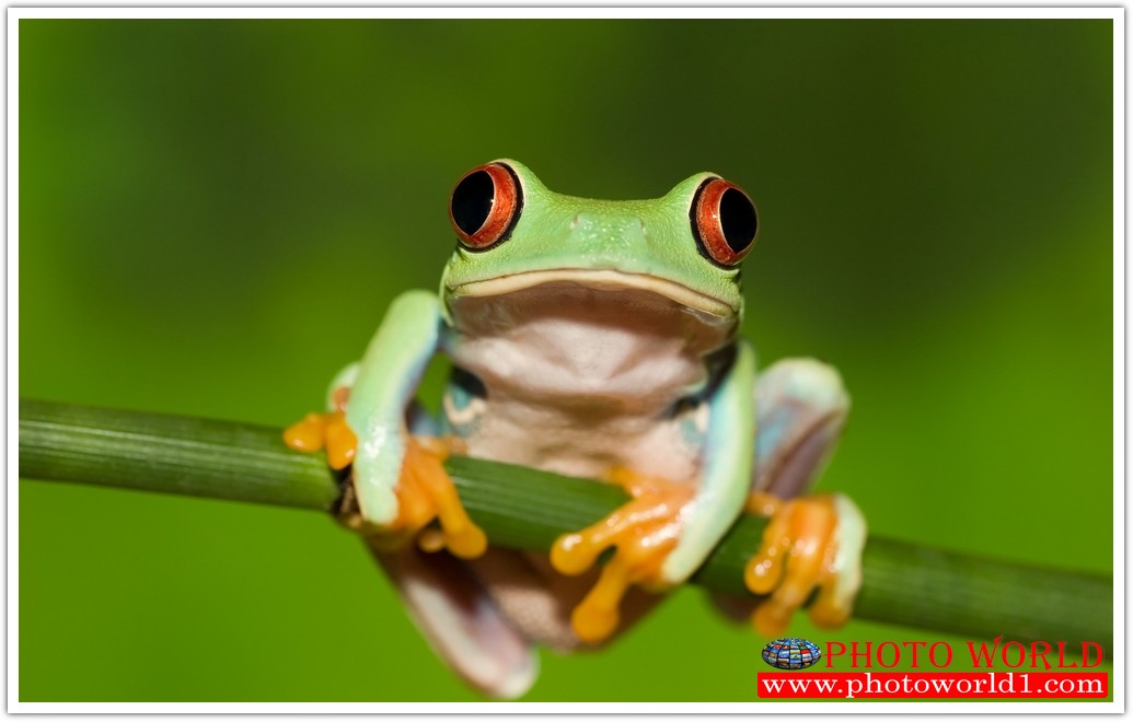 วอลเปเปอร์รูปภาพติดผนังสั่งทำ มีภาพให้เลือกกว่า 50,000 ภาพ ออกแบบกราฟฟิค หรือ รูปภาพตามที่ท่านกำหนด ในสไตล์ท่านเอง "custom made"