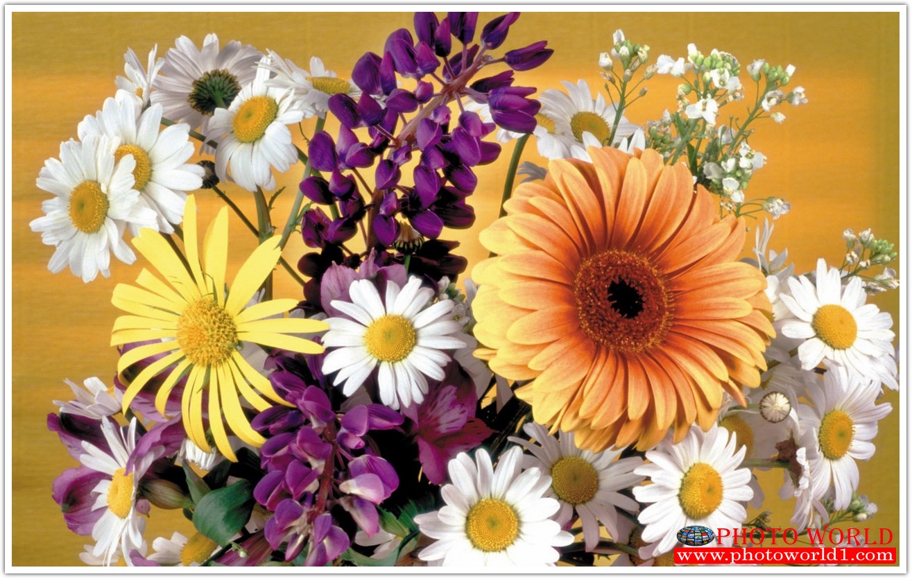 วอลเปเปอร์รูปภาพติดผนังสั่งทำ มีภาพให้เลือกกว่า 50,000 ภาพ ออกแบบกราฟฟิค หรือ รูปภาพตามที่ท่านกำหนด ในสไตล์ท่านเอง "custom made"