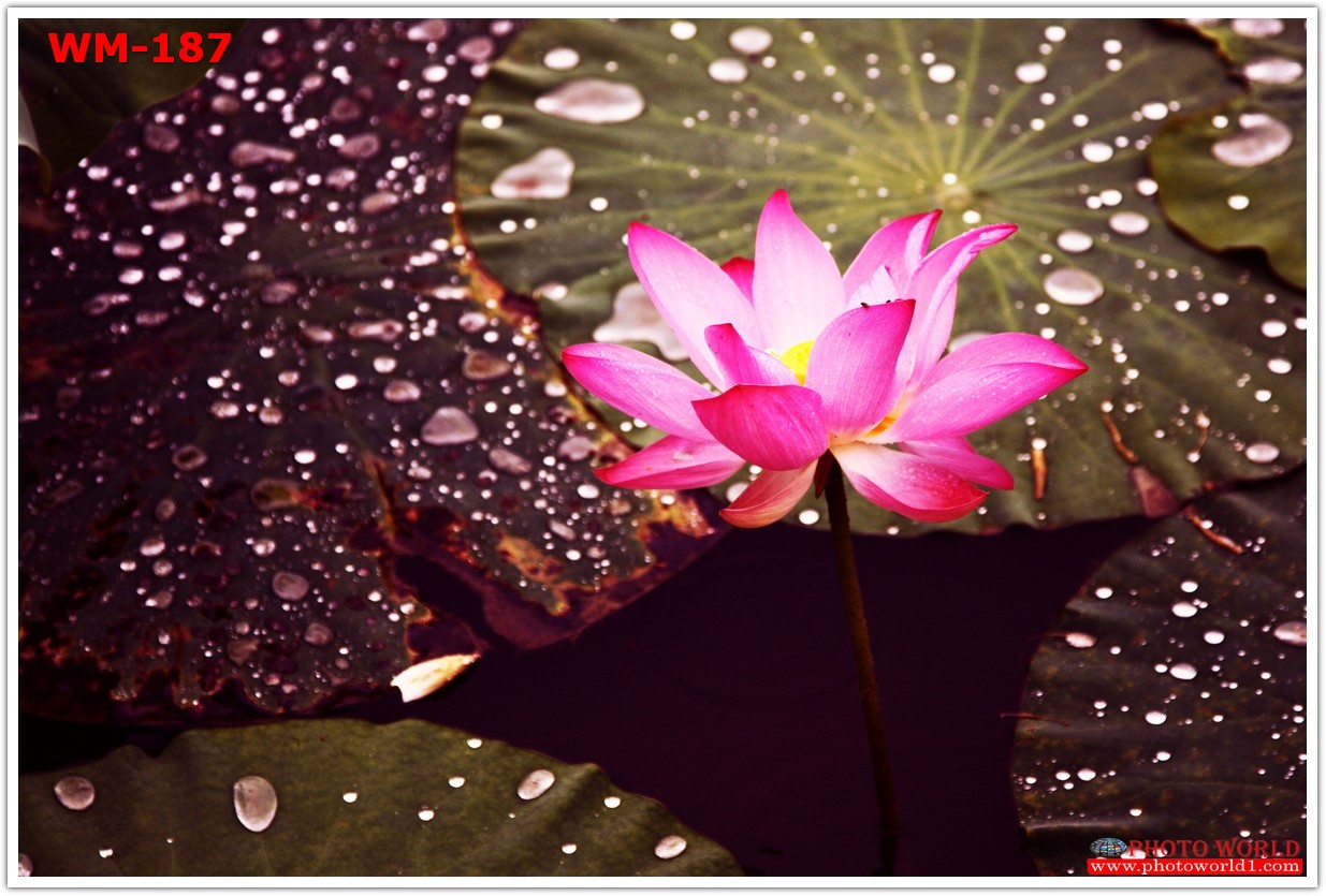 วอลเปเปอร์รูปภาพติดผนังสั่งทำ มีภาพให้เลือกกว่า 50,000 ภาพ ออกแบบกราฟฟิค หรือ รูปภาพตามที่ท่านกำหนด ในสไตล์ท่านเอง "custom made"