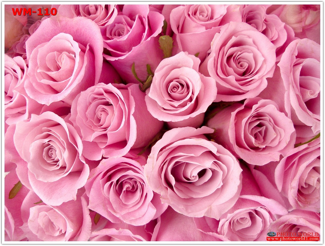 วอลเปเปอร์รูปภาพติดผนังสั่งทำ มีภาพให้เลือกกว่า 50,000 ภาพ ออกแบบกราฟฟิค หรือ รูปภาพตามที่ท่านกำหนด ในสไตล์ท่านเอง "custom made"