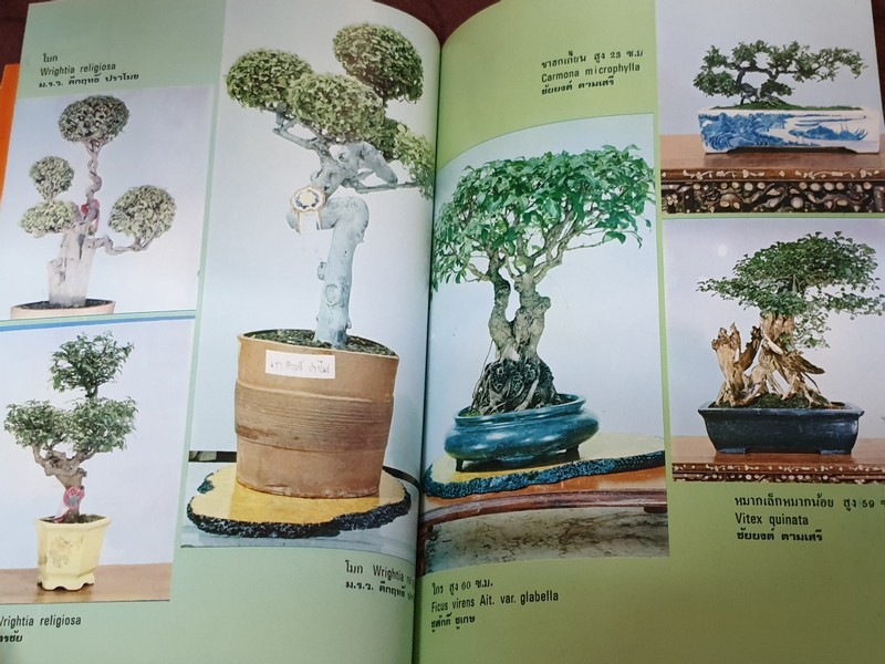 บอนไซ 01 02 03 รวม 3 เล่ม โดยชมรมบอนไซ(ไม้เเคระ) เเห่งประเทศไทย //สอบถาม//