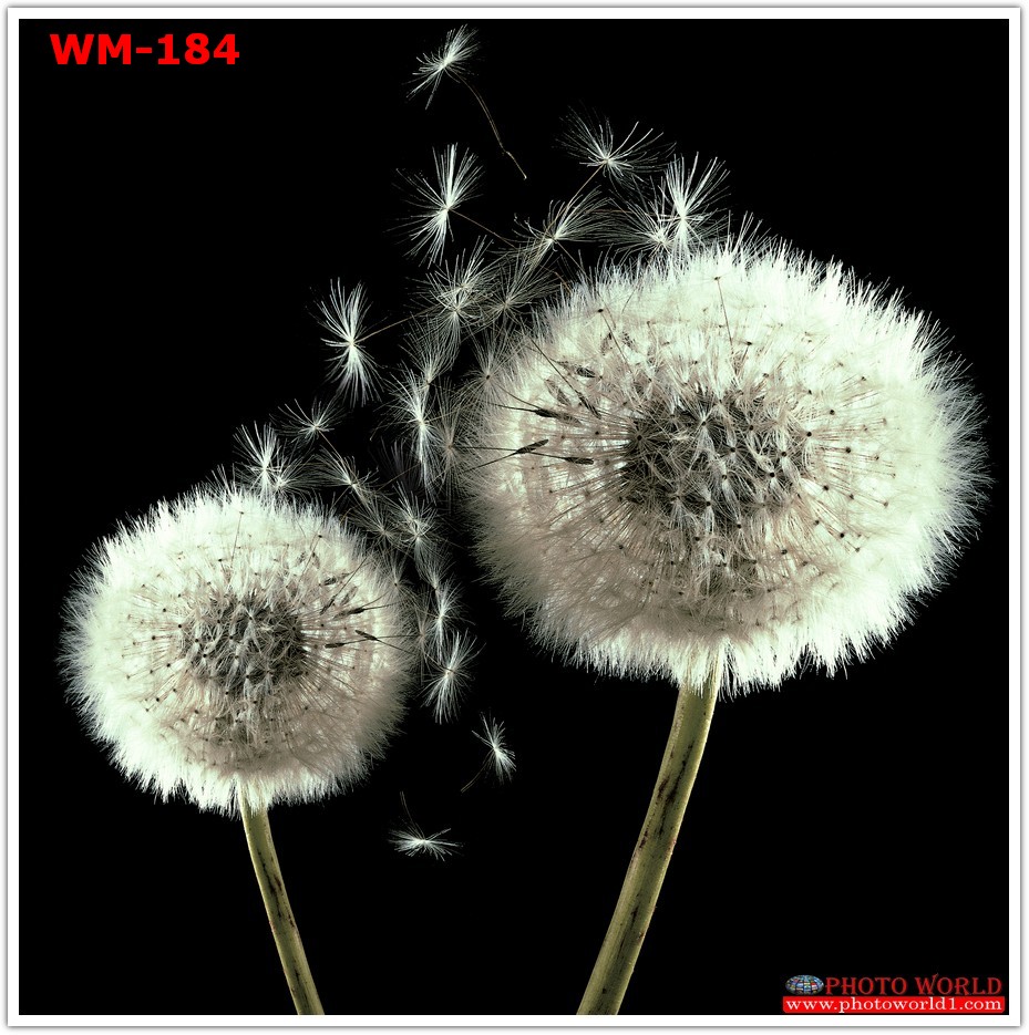 วอลเปเปอร์รูปภาพติดผนังสั่งทำ มีภาพให้เลือกกว่า 50,000 ภาพ ออกแบบกราฟฟิค หรือ รูปภาพตามที่ท่านกำหนด ในสไตล์ท่านเอง "custom made"