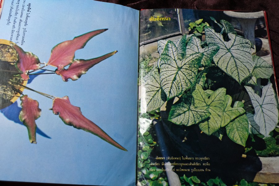 ตำนานบอนสี โดย เจริญ สุขพงษ์ ปกเเข็ง 200 หน้า ปี 2524