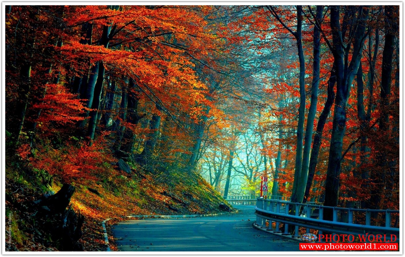 NATURAL วอลเปเปอร์รูปภาพติดผนังสั่งทำ มีภาพให้เลือกกว่า 50,000 ภาพ ออกแบบกราฟฟิค หรือ รูปภาพตามที่ท่านกำหนด ในสไตล์ท่านเอง "custom made"