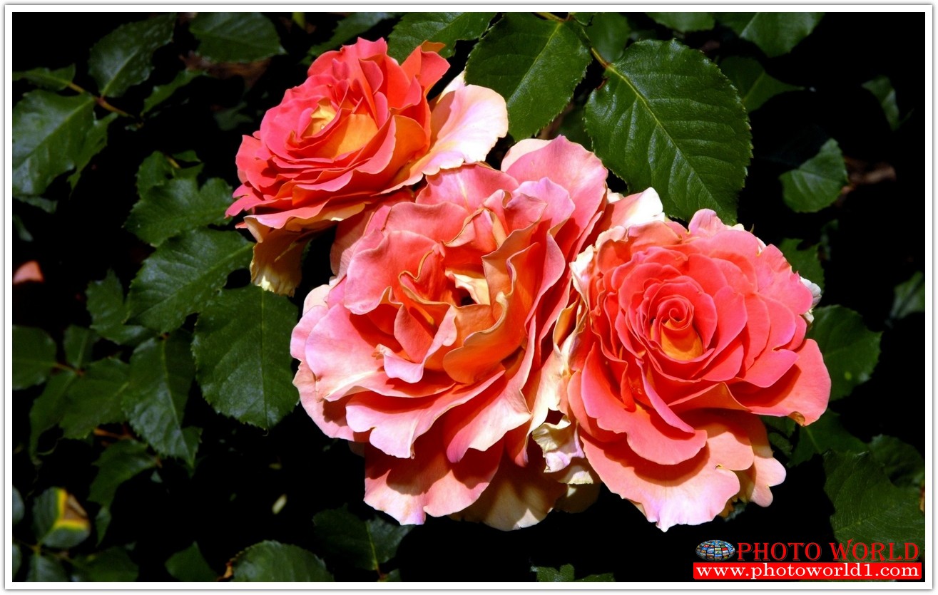 วอลเปเปอร์รูปภาพติดผนังสั่งทำ มีภาพให้เลือกกว่า 50,000 ภาพ ออกแบบกราฟฟิค หรือ รูปภาพตามที่ท่านกำหนด ในสไตล์ท่านเอง "custom made"