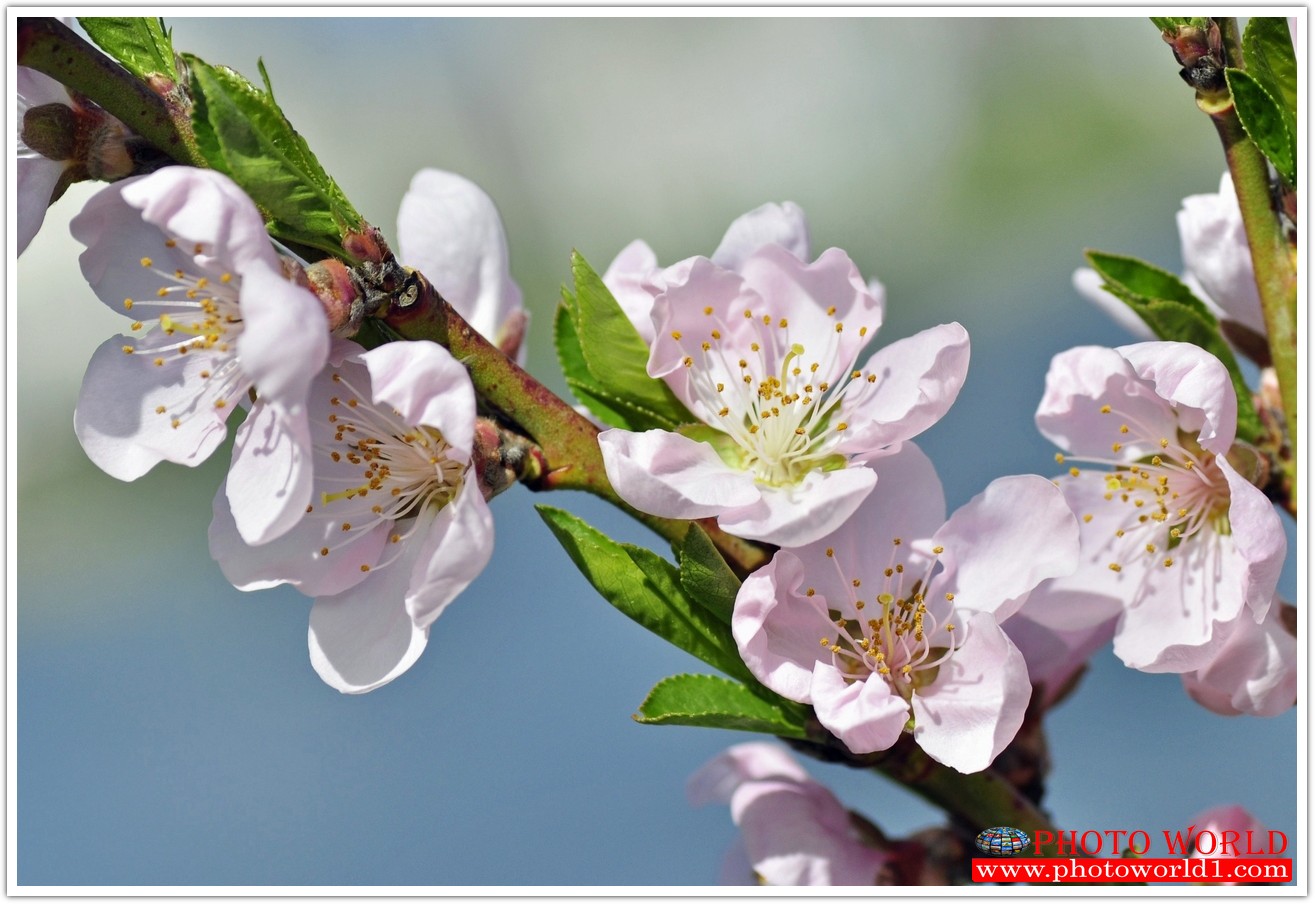 วอลเปเปอร์รูปภาพติดผนังสั่งทำ มีภาพให้เลือกกว่า 50,000 ภาพ ออกแบบกราฟฟิค หรือ รูปภาพตามที่ท่านกำหนด ในสไตล์ท่านเอง "custom made"