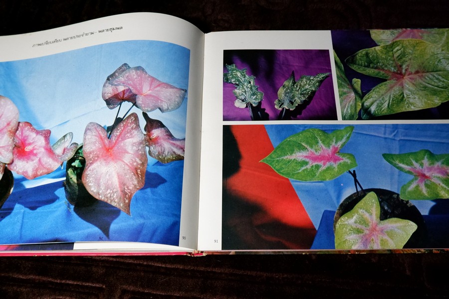 ตะลุยดงบอน โดย เชษฐา ปกเเข็ง 113 หน้า ปี 2524