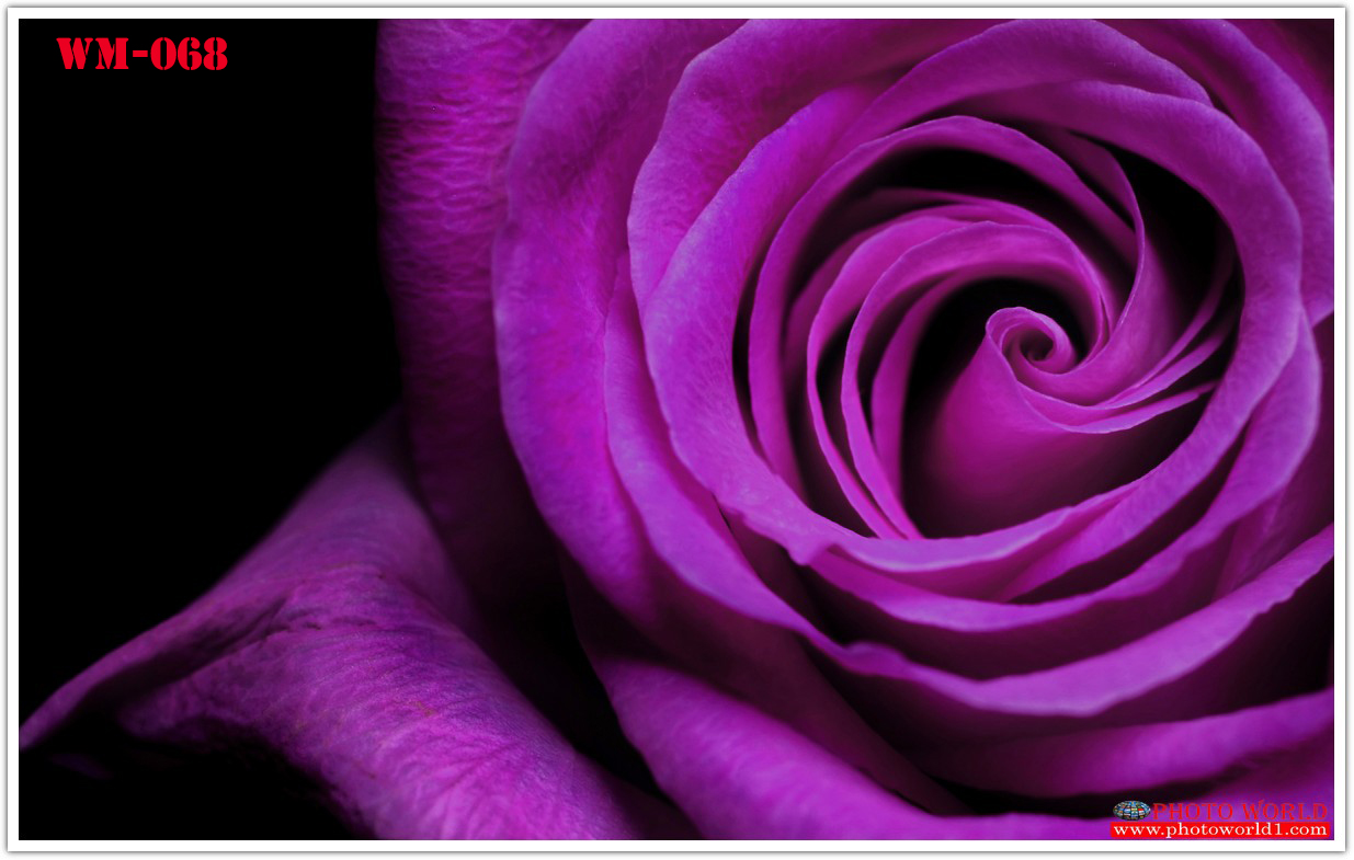 วอลเปเปอร์รูปภาพติดผนังสั่งทำ มีภาพให้เลือกกว่า 50,000 ภาพ ออกแบบกราฟฟิค หรือ รูปภาพตามที่ท่านกำหนด ในสไตล์ท่านเอง "custom made"