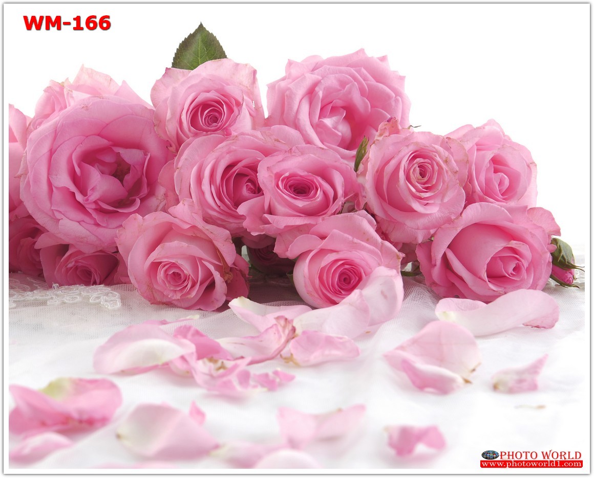 วอลเปเปอร์รูปภาพติดผนังสั่งทำ มีภาพให้เลือกกว่า 50,000 ภาพ ออกแบบกราฟฟิค หรือ รูปภาพตามที่ท่านกำหนด ในสไตล์ท่านเอง "custom made"