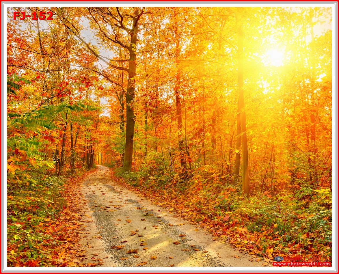 วอลเปเปอร์รูปภาพติดผนังสั่งทำ มีภาพให้เลือกกว่า 50,000 ภาพ ออกแบบกราฟฟิค หรือ รูปภาพตามที่ท่านกำหนด ในสไตล์ท่านเอง "custom made"