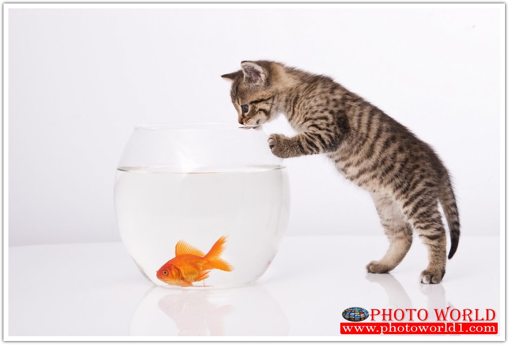 วอลเปเปอร์รูปภาพติดผนังสั่งทำ มีภาพให้เลือกกว่า 50,000 ภาพ ออกแบบกราฟฟิค หรือ รูปภาพตามที่ท่านกำหนด ในสไตล์ท่านเอง "custom made"