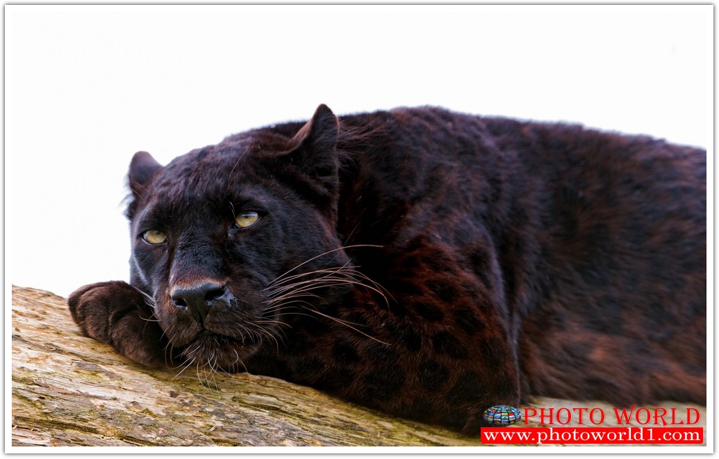 วอลเปเปอร์รูปภาพติดผนังสั่งทำ มีภาพให้เลือกกว่า 50,000 ภาพ ออกแบบกราฟฟิค หรือ รูปภาพตามที่ท่านกำหนด ในสไตล์ท่านเอง "custom made"