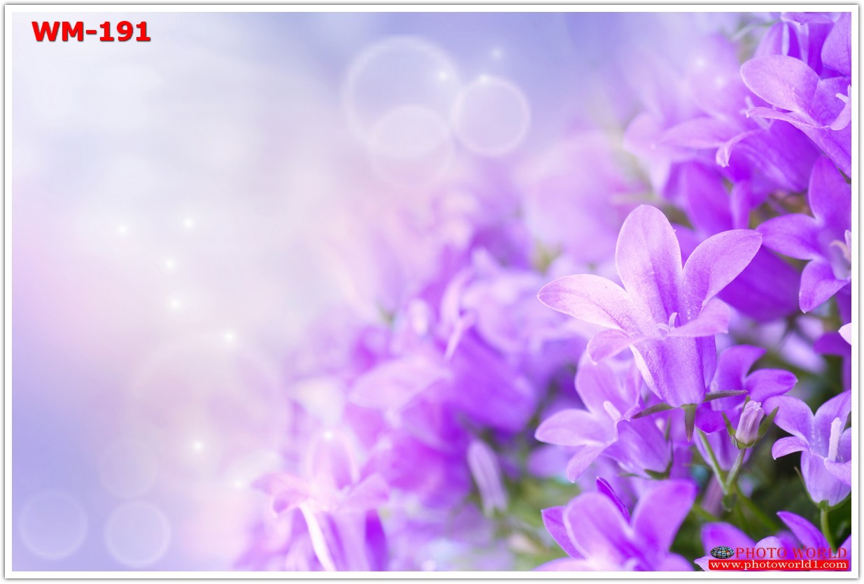 วอลเปเปอร์รูปภาพติดผนังสั่งทำ มีภาพให้เลือกกว่า 50,000 ภาพ ออกแบบกราฟฟิค หรือ รูปภาพตามที่ท่านกำหนด ในสไตล์ท่านเอง "custom made"