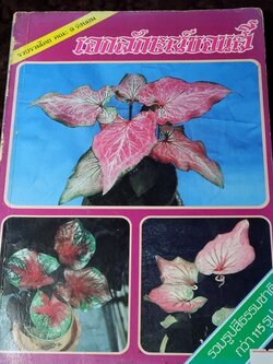 เอกลักษณ์บอนสี โดย คณะรังบอน (สอบถาม)