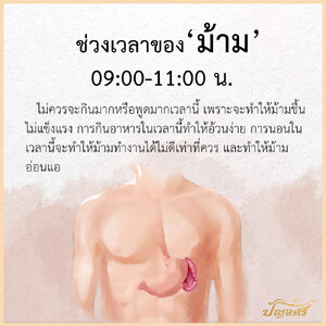 ช่วงเวลาของ "ม้าม"