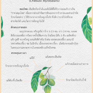 มาทำความรู้จักกับ "สมอไทย" กันเถอะ
