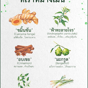 สมุนไพรไทยที่เราหมางเมิน