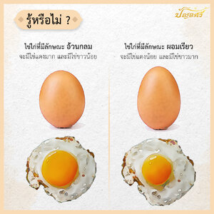 ลักษณะของไข่ไก่