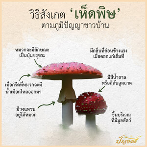 วิธีสังเกต "เห็ดพิษ"