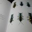 the tiger beetles of thailand (cocoleoptera,cicindelidae) by roger naviaux and amnuay pinratana