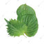 ใบโอบะ / Oba Leaf