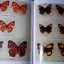 BUTTERFLIES IN THAILAND เล่ม 1-6 BY Bro.Amnuay Pinratana J.N.Eliot ปกเเข็ง 6 เล่ม