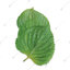 ใบโอบะ / Oba Leaf