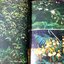 พันธุ์ไม้ป่าเมืองไทย โดย ดร.เต็ม สมิตินันทน์ มี 238 หน้า ปี 2518