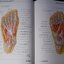 Atlas of Human Anatomyของ Frank H. Netter, MD