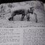 Mammals of Thailand by Boonsong Lekagul & Jeffrey A.Mc Neely 1`st Edition 1977 (สอบถาม)