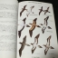 A guide to the Birds pf Thailand by Boonsong Lekagul ปี 2533