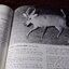 Mammals of Thailand by Boonsong Lekagul & Jeffrey A.Mc Neely 1`st Edition 1977 (สอบถาม)