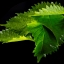 ใบโอบะ / Oba Leaf