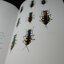 the tiger beetles of thailand (cocoleoptera,cicindelidae) by roger naviaux and amnuay pinratana