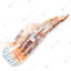 ปูสดแช่แข็ง / Frozen Taraba King Crab (Extra) 1.5 kg
