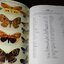 moths of thailand vol.3 noctuidae by vladimir s.kononenko and amnuay pinratana
