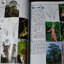 A FIELD GUIDE TO FOREST TREES OF NORTHERN THAILAND ไม้เมืองเหนือ ปี 2007 (สอบถามสถานะ)